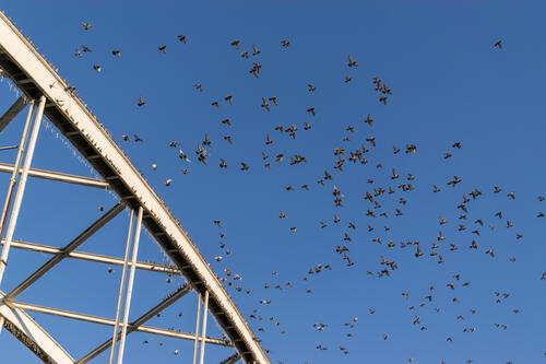 Birds in flight